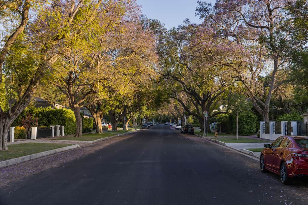 A street lined with old, beautiful trees in Sherman Oaks