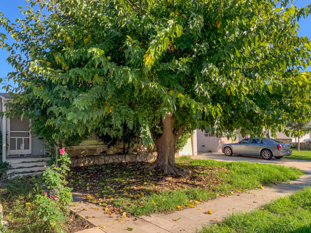 320 S Glenwood Pl 50