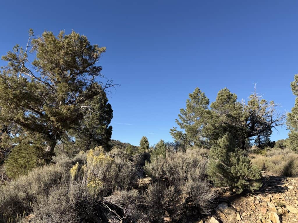 Img 2696