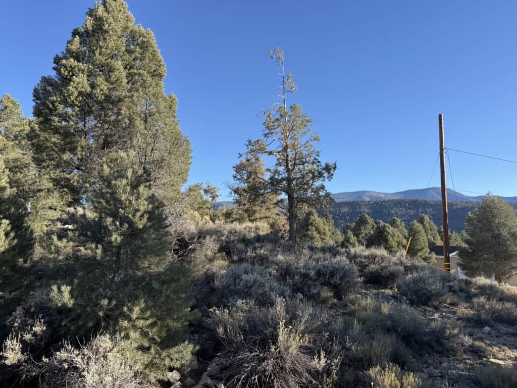 Img 2697